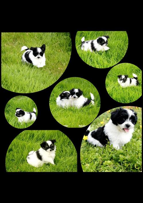 Boomertjes, Dieren en Toebehoren, Honden | Niet-rashonden, Klein, Meerdere dieren, Fokker | Professioneel, Meerdere, België, 8 tot 15 weken