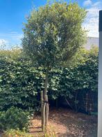 Jonge steeneik 18 cm, Ophalen, Volle zon, 250 tot 400 cm