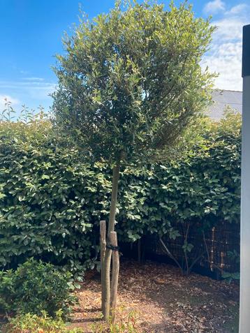 Jonge steeneik 18 cm beschikbaar voor biedingen