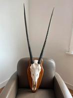 Oryx, schedel, gewei, taxidermie, hoorn, jacht, Ophalen