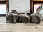 Minilop voedsters, Animaux & Accessoires, Lapins