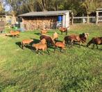 mooie kameroenschapen :  lammetjes ooien + rammen, Dieren en Toebehoren, Schapen, Geiten en Varkens, Meerdere dieren, Schaap, 0 tot 2 jaar