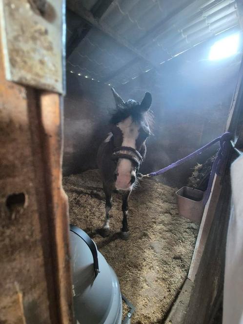 Halotherapie/ zouttherapie, Dieren en Toebehoren, Paarden en Pony's | Verzorgingsproducten, Ophalen