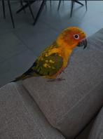 SUPER Tamme jonge zonparkiet, Domestique