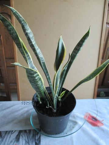 sansevieria of vrouwentongen beschikbaar voor biedingen