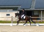 5-jarige dressuurmerrie met potentie voor de hogere proeven, Dieren en Toebehoren, Paarden, Merrie, Z, Gechipt, Dressuurpaard