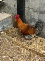 Marans koper blauw trio geringd, Dieren en Toebehoren, Meerdere dieren