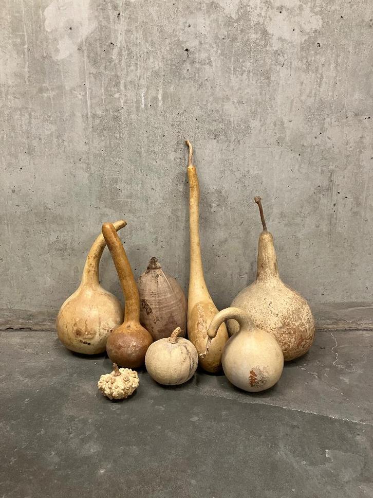 verzameling gedroogde kalebassen één pompoen & één kokosnoot, Maison & Meubles, Accessoires pour la Maison | Fleurs séchées, Enlèvement ou Envoi