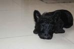 Schotse terriers, België, Particulier, Reu, 8 tot 15 weken