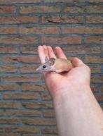 Groepje sinai stekelmuizen, Dieren en Toebehoren, Oktober, Muis