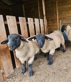 Suffolk ramlammeren fokrammen stamboek, Dieren en Toebehoren, Schapen, Geiten en Varkens, Mannelijk, Schaap, 0 tot 2 jaar