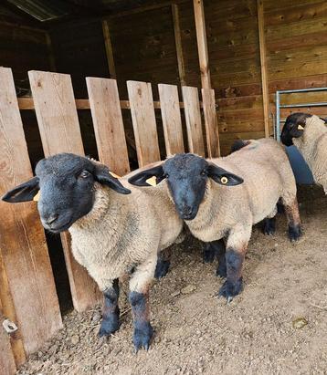 Suffolk ramlammeren fokrammen stamboek beschikbaar voor biedingen