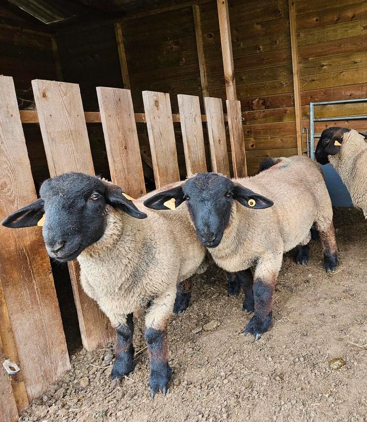 Suffolk ramlammeren fokrammen stamboek, Dieren en Toebehoren, Schapen, Geiten en Varkens, Schaap, Mannelijk, 0 tot 2 jaar