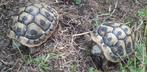 schildpadje, Dieren en Toebehoren, Reptielen en Amfibieën, Schildpad, Tam, 3 tot 6 jaar