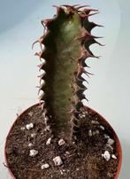 Euphorbia Canariensis Dark, Huis en Inrichting, Minder dan 100 cm, Verzenden, Vetplant