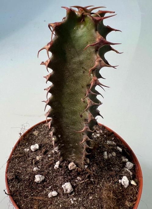 Euphorbia Canariensis Dark, Huis en Inrichting, Kamerplanten, Vetplant, Minder dan 100 cm, Verzenden