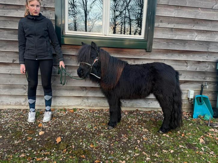 Merrie shetlander, Dieren en Toebehoren, Pony's, Merrie