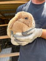 3 dwergkonijnen gratis op te halen, Dieren en Toebehoren, Konijnen, Meerdere dieren, Dwerg, Hangoor, 3 tot 5 jaar