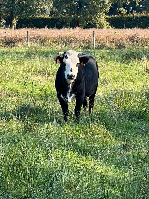 Mini koe met vaars kalf, Dieren en Toebehoren, Runderen, Vrouwelijk, 0 tot 2 jaar