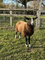 Zwartbles ram, Dieren en Toebehoren, Schapen, Geiten en Varkens, Mannelijk, Schaap, 0 tot 2 jaar
