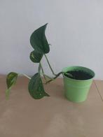 Epipremnum aureum, drakenklimop met bloempotje, Huis en Inrichting, Kamerplanten, Ophalen