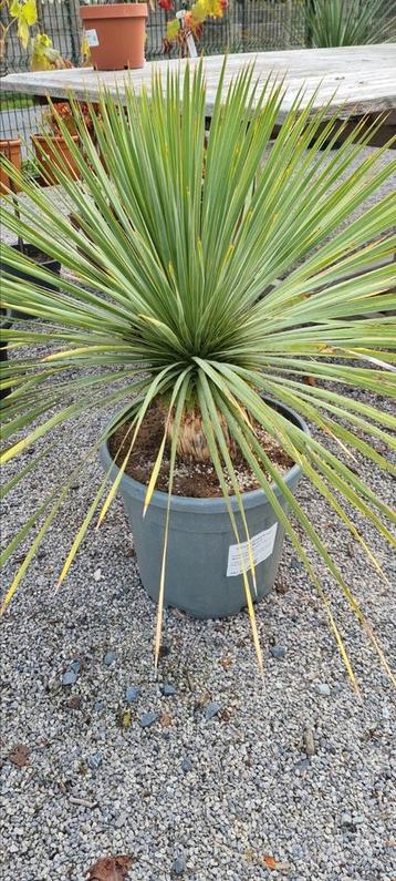 Yucca Rostrata - palmlelie  beschikbaar voor biedingen