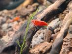 Kweekgroep Neocaridina davidi – Vuurgarnaal, Dieren en Toebehoren