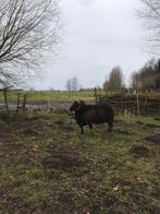 Soay ram te koop, Mannelijk, Schaap, 3 tot 5 jaar