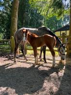 Fokmerrie te koop, Dieren en Toebehoren, Merrie