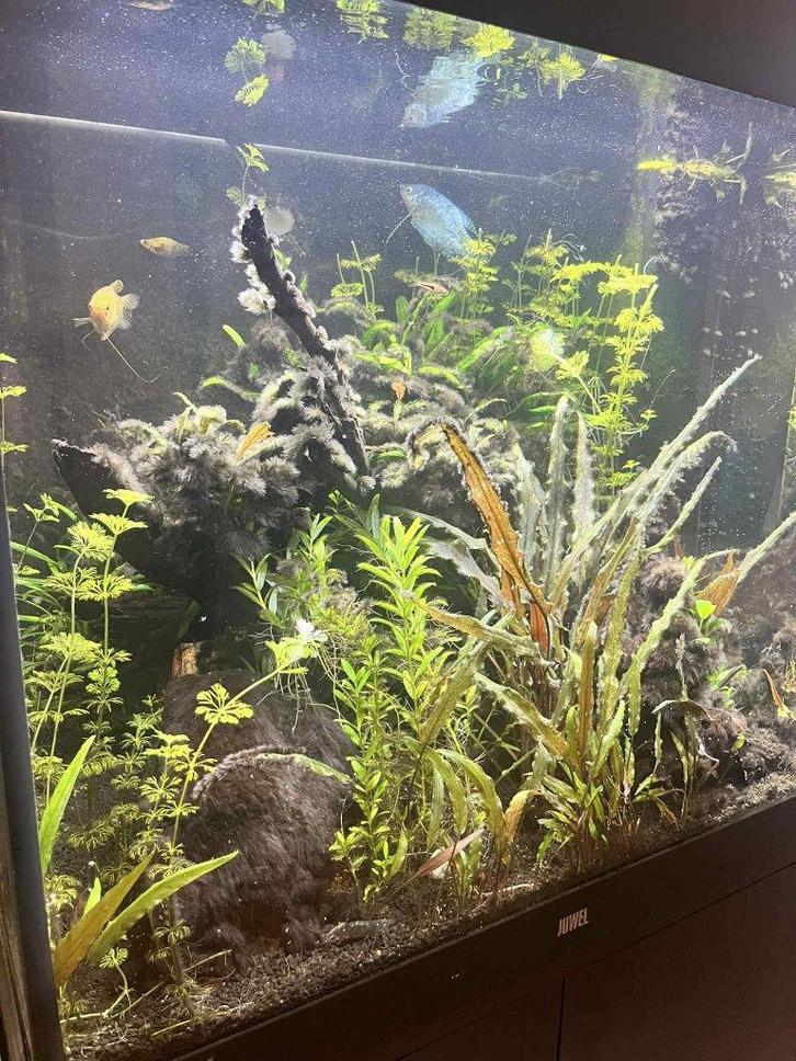 200L warmwater Aquarium + kast, Dieren en Toebehoren, Vissen | Aquaria en Toebehoren, Zo goed als nieuw, Gevuld zoetwateraquarium