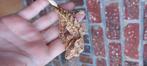 GEZOCHT; Wimpergekko Tiger vrouw, Hagedis, Tam, 0 tot 2 jaar