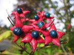 Clerodendrum Trichotomum, prachtige kleine boom., Tuin en Terras, Planten | Bomen, Ophalen, Zomer, Halfschaduw, 250 tot 400 cm