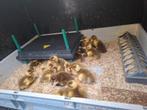 Loopeenden kleur reebont jongen, Dieren en Toebehoren, Pluimvee
