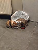 2 konijntjes te koop, Dieren en Toebehoren, Dwerg, Hangoor, 0 tot 2 jaar