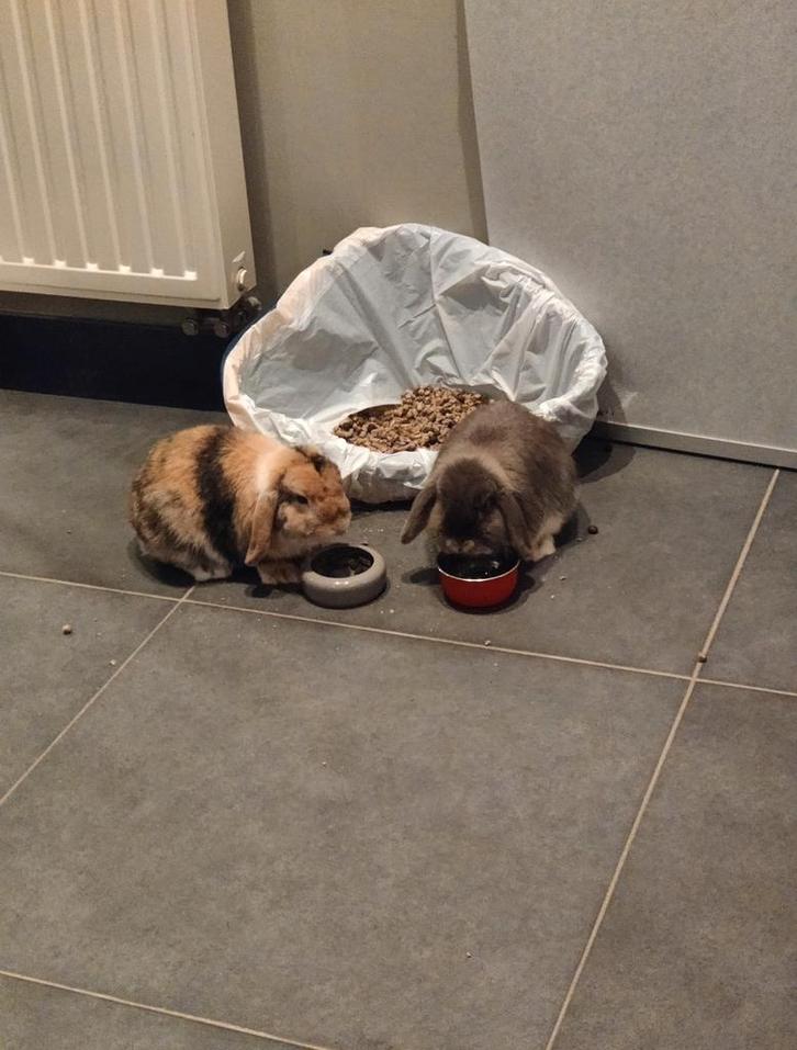 2 konijntjes te koop, Animaux & Accessoires, Lapins, Nain, 0 à 2 ans, Oreilles tombantes