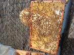 Carnica Bijenvolk op 6 ramen Simplex Q 2025, Dieren en Toebehoren, Bijen