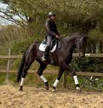 7j de niro gold x Sandro Hit, Dieren en Toebehoren, Ruin