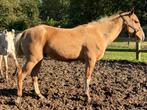 Akhal Teke ruin palomino, Meerdere dieren