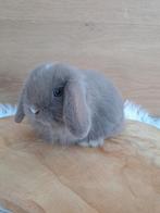 Lilac VM minilop voedstertje, Dieren en Toebehoren, Konijnen, Vrouwelijk, Dwerg, Hangoor, 0 tot 2 jaar