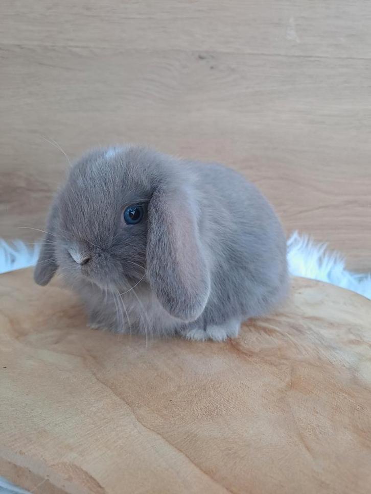 Lilac VM minilop voedstertje, Animaux & Accessoires, Lapins, Nain, Femelle, 0 à 2 ans, Oreilles tombantes