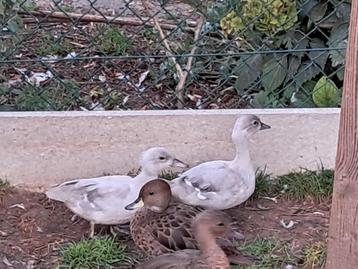 Carolina eend, Canard