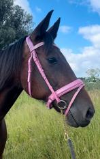 Braaf simpel paardje, Dieren en Toebehoren, Paarden, Minder dan 160 cm, Zadelmak, 11 jaar of ouder, Recreatiepaard