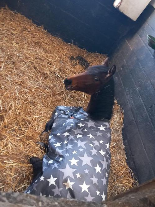 draver jaarling merrie, Dieren en Toebehoren, Paarden, Merrie, Onbeleerd, 0 tot 2 jaar, Recreatiepaard, Gechipt, Ontwormd, Ingeënt