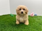 Maltipoo puppy, België, 8 tot 15 weken, Eén hond, Klein