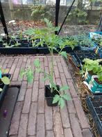 Tomaten planten verschillende soorten (bio), Ophalen