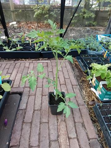 Tomaten planten verschillende soorten (bio) beschikbaar voor biedingen