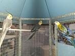 3 mannen vogels te koop, Dieren en Toebehoren