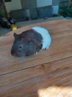 Mooie cavia beertjes, Dieren en Toebehoren, Knaagdieren, Cavia