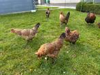 Jonge leghennen te koop  Araucana en cream legbar, Femelle, Poule ou poulet