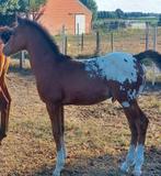 Zeer chique blanket appaloosa hengstenveulen, Dieren en Toebehoren